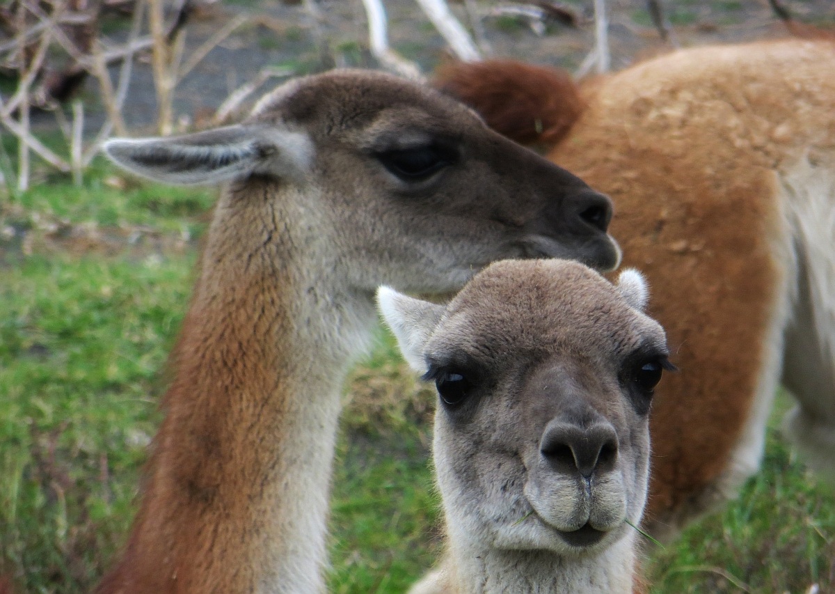 Guanacos...