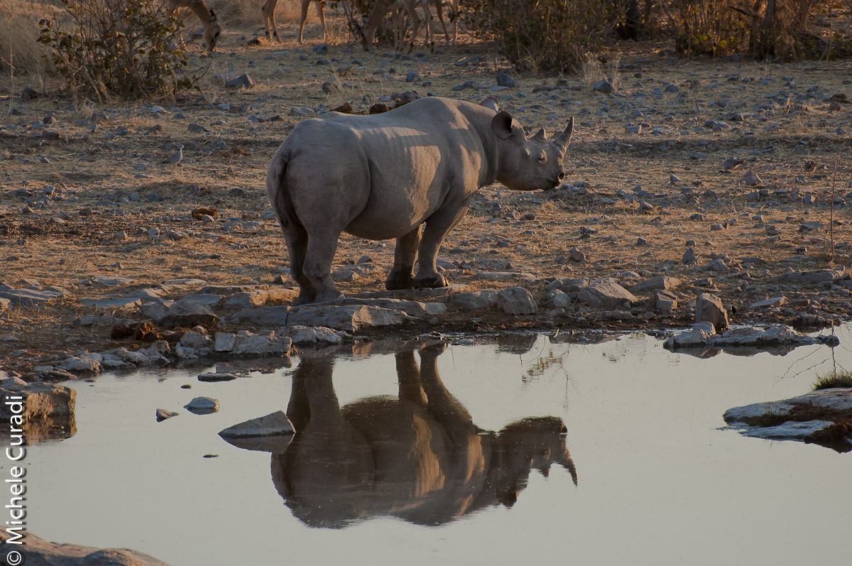 Riflessi all'etosha...