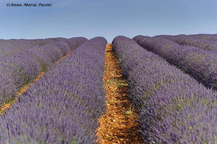 Scent of lavender...