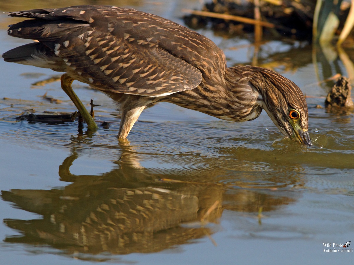 Night Heron young...