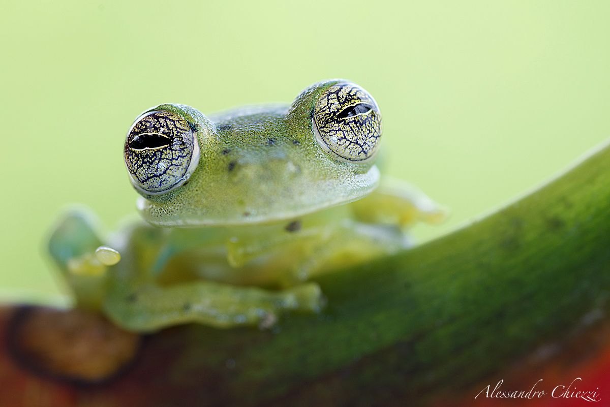 The eyes of the ghost frog...