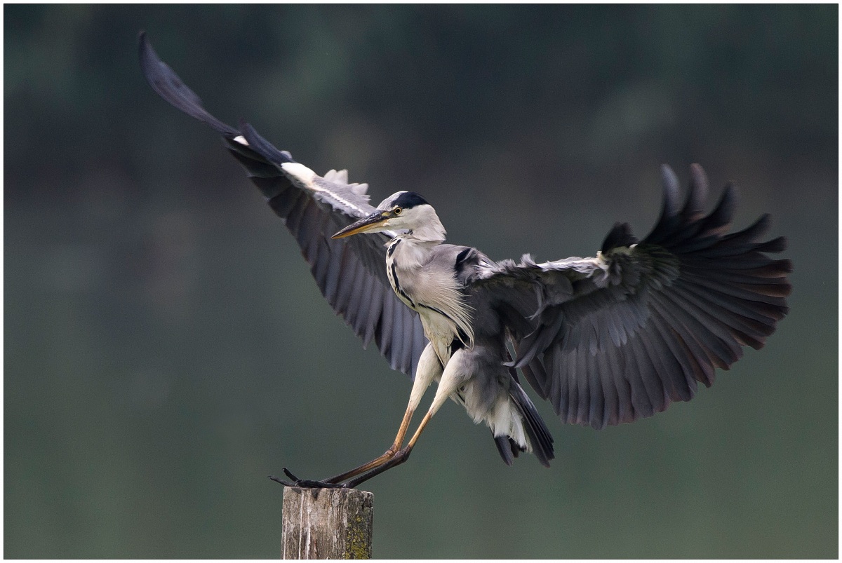 Cormorant...