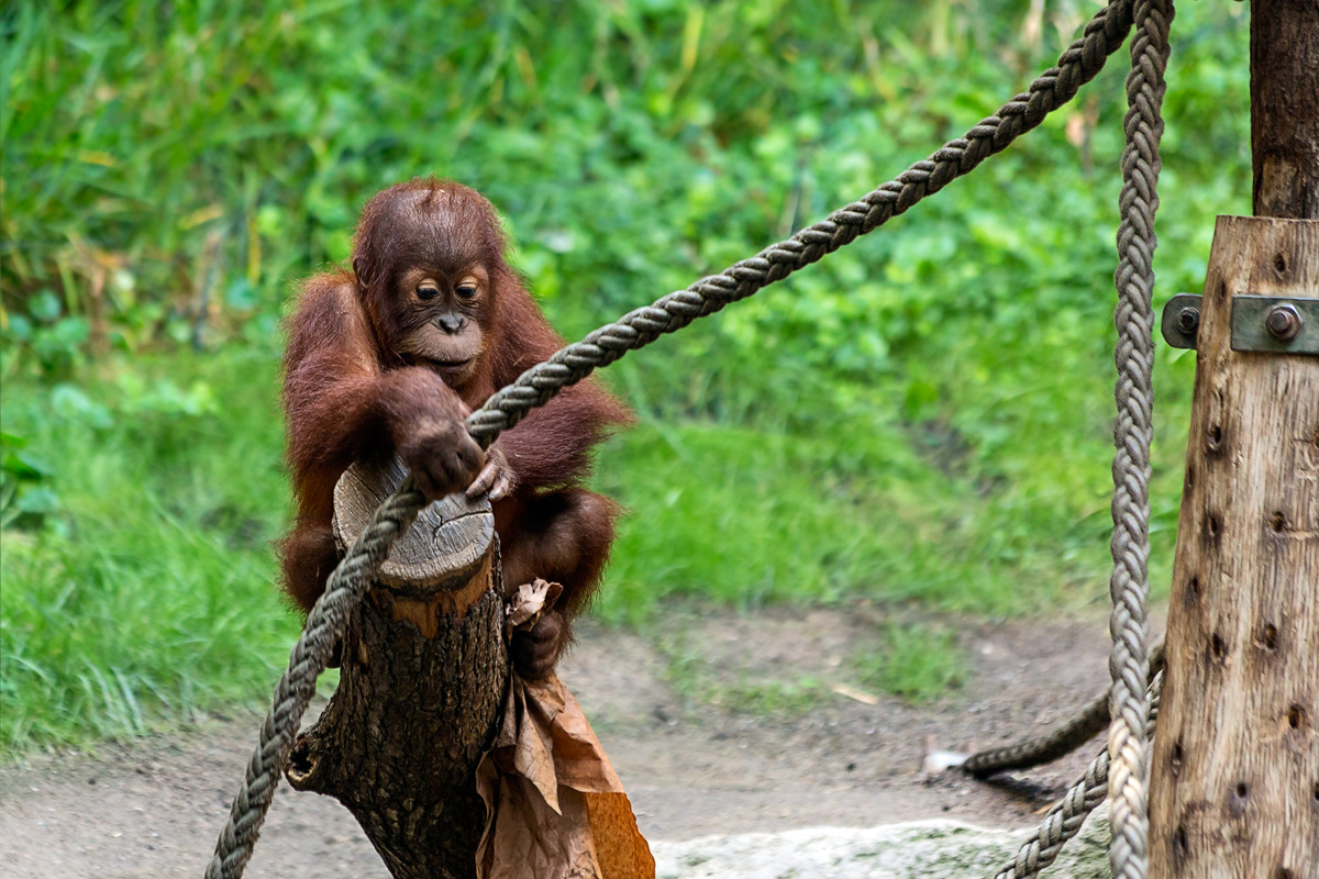 A young Orang-Utan is playing with paper...