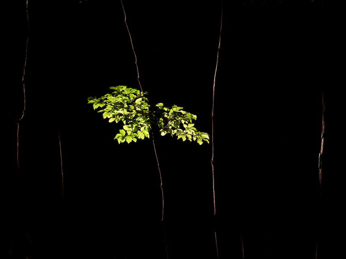 lights between the beech trees...