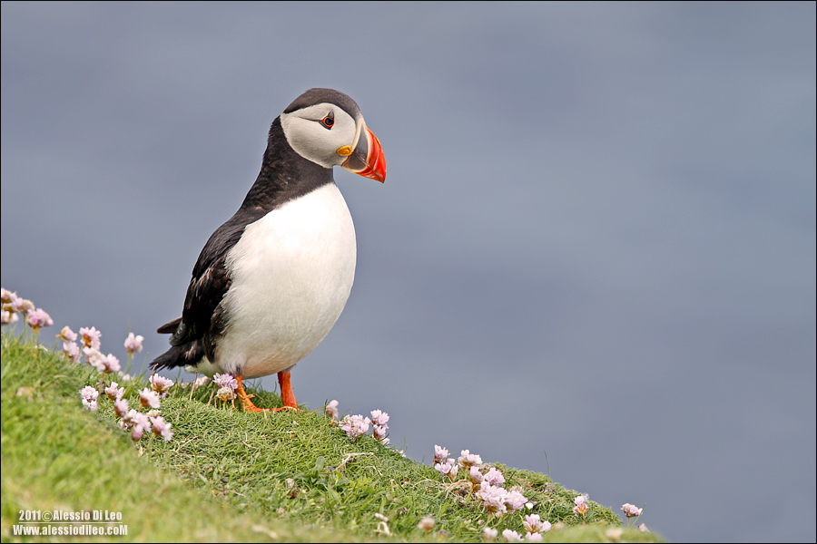 Puffin of the sea, Shetland Islands...
