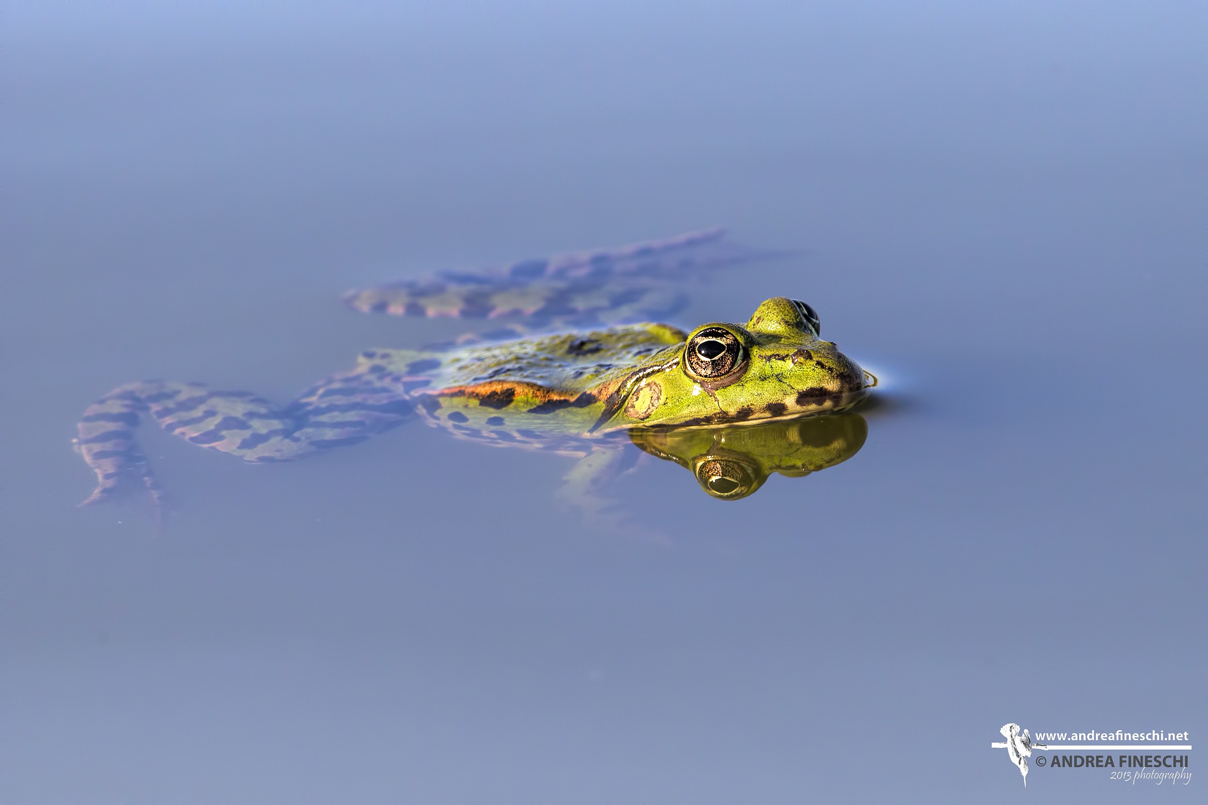 Common Frog...