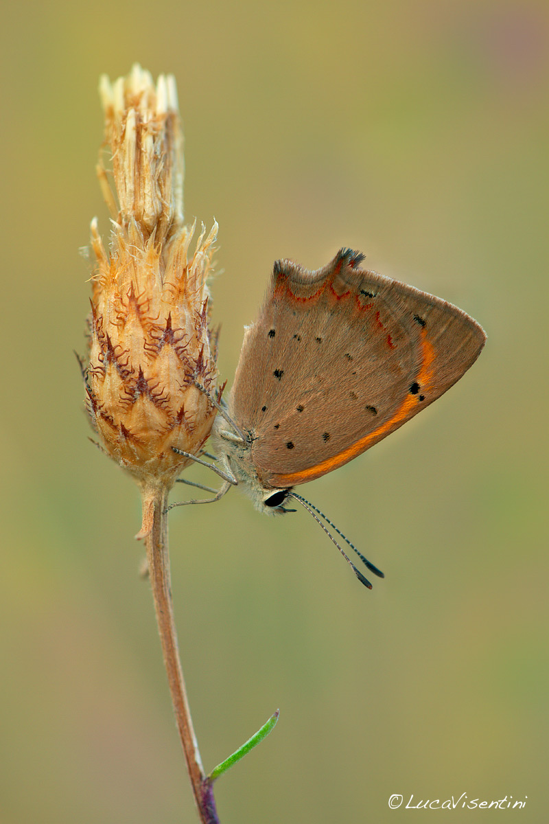 Copper Butterfly...