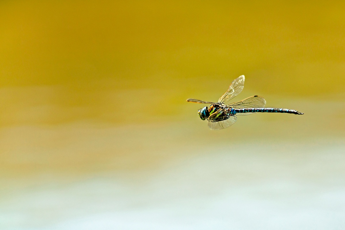 dragonfly in flight (2)...