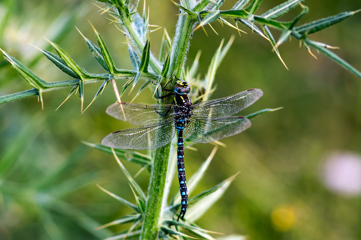 Dragonfly on thistle....