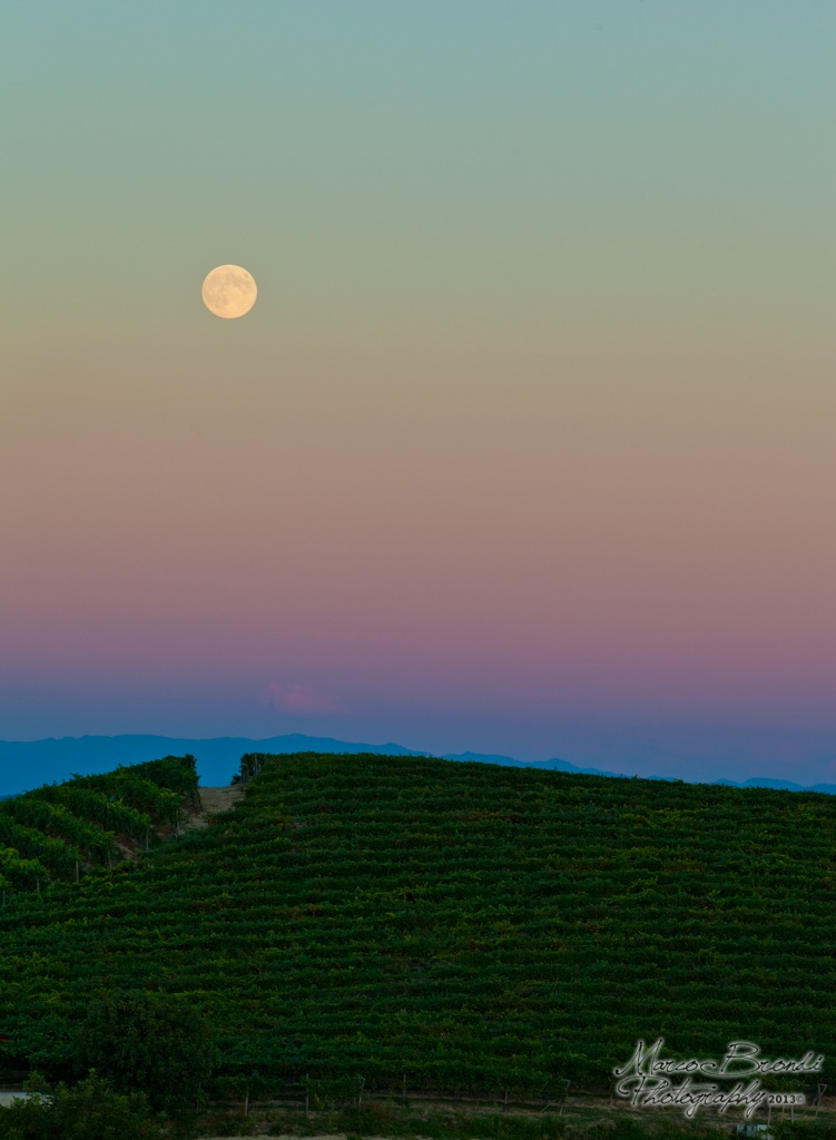 Moon over the vineyards at sunset...