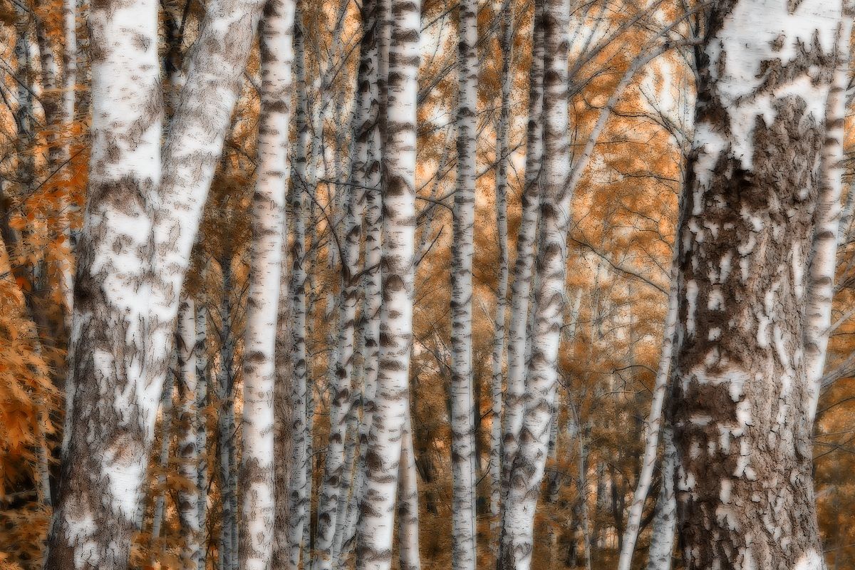 birch trees in flames...
