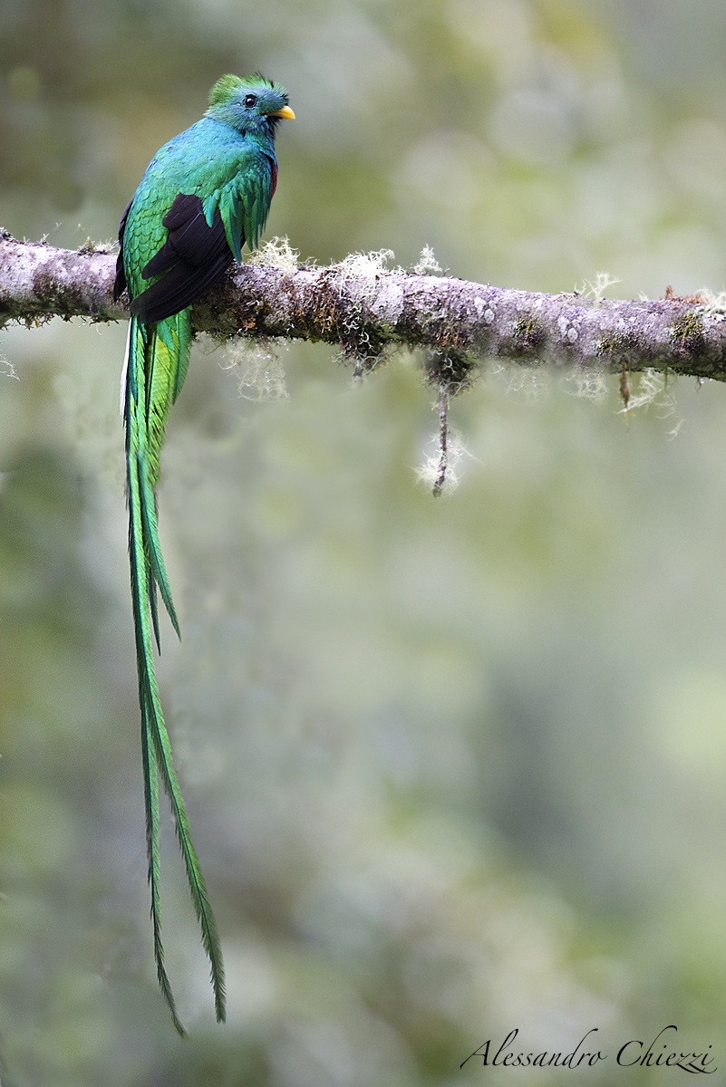 Quetzal splendente...