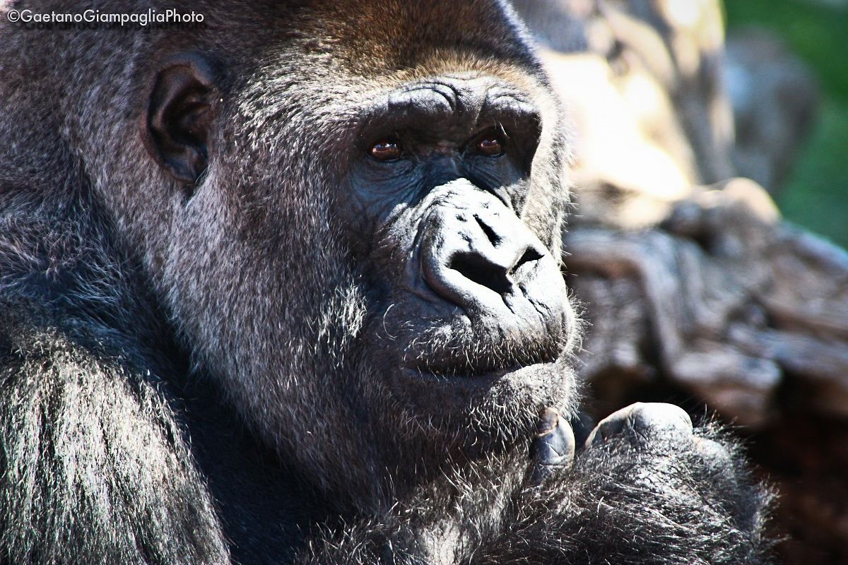 Gorilla thoughtful...