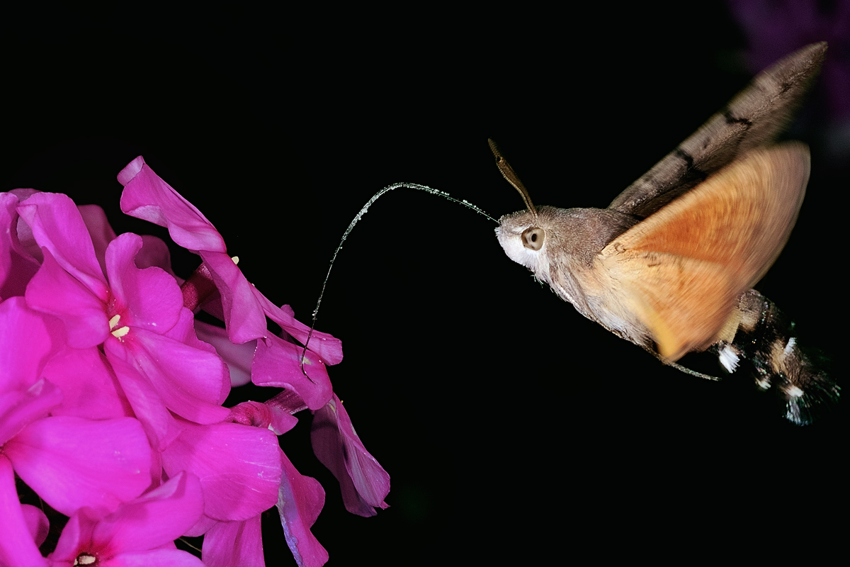 Sphinx Moth...
