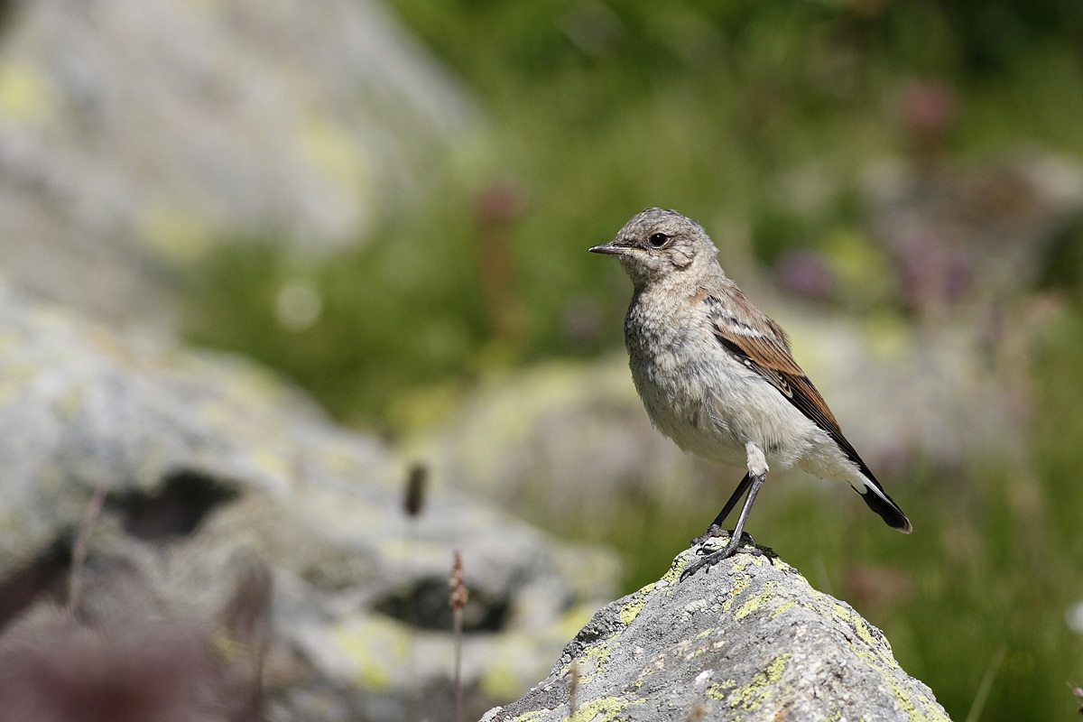 Young wheatear...