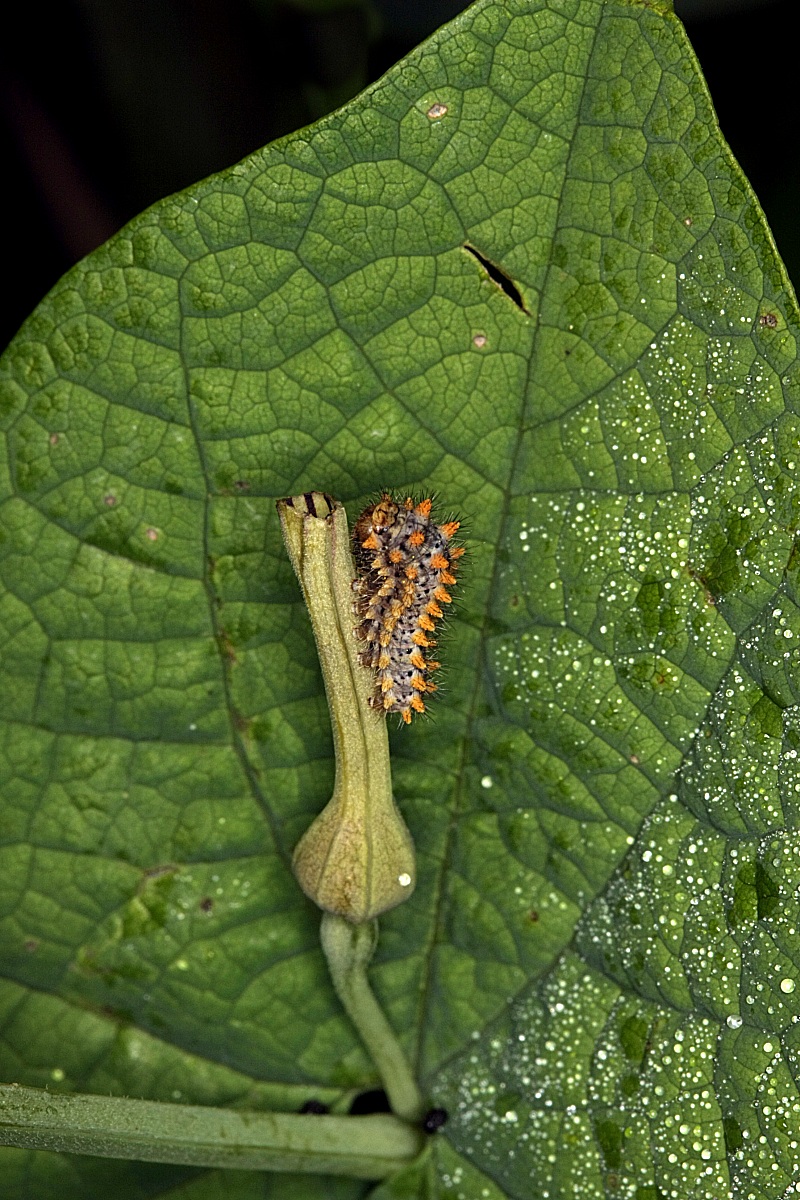 caterpillar zerinzia...
