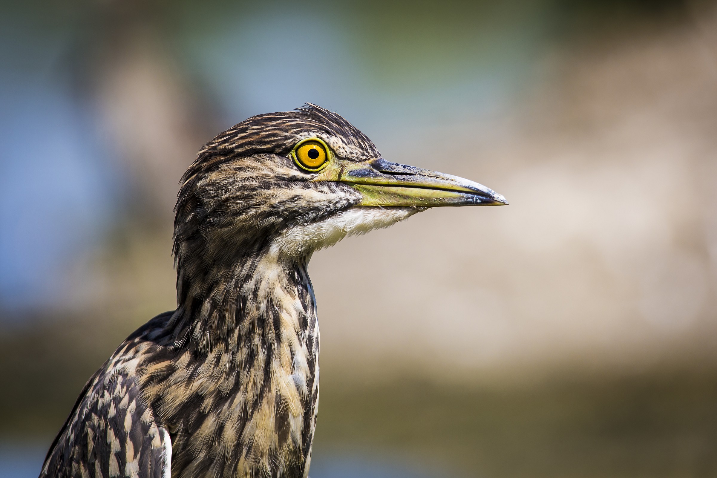 mosquito on young night heron...