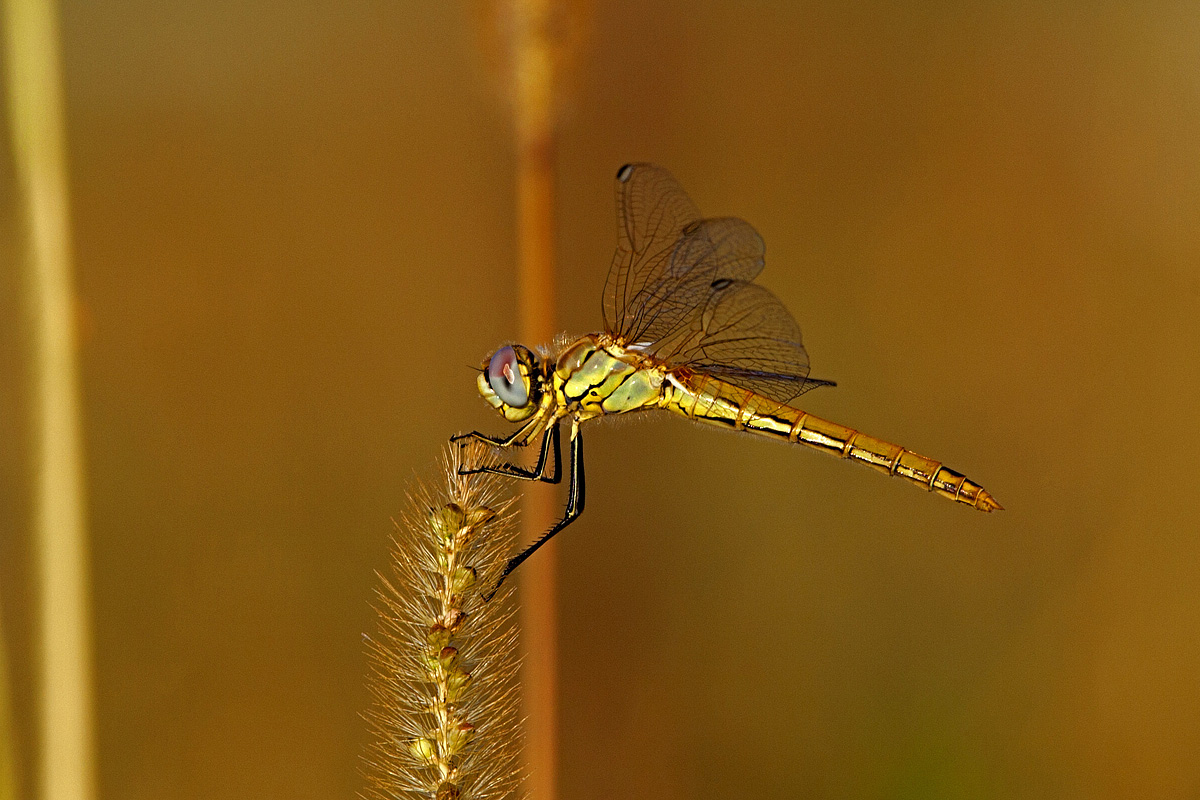 Sympetrum fonscolombii...