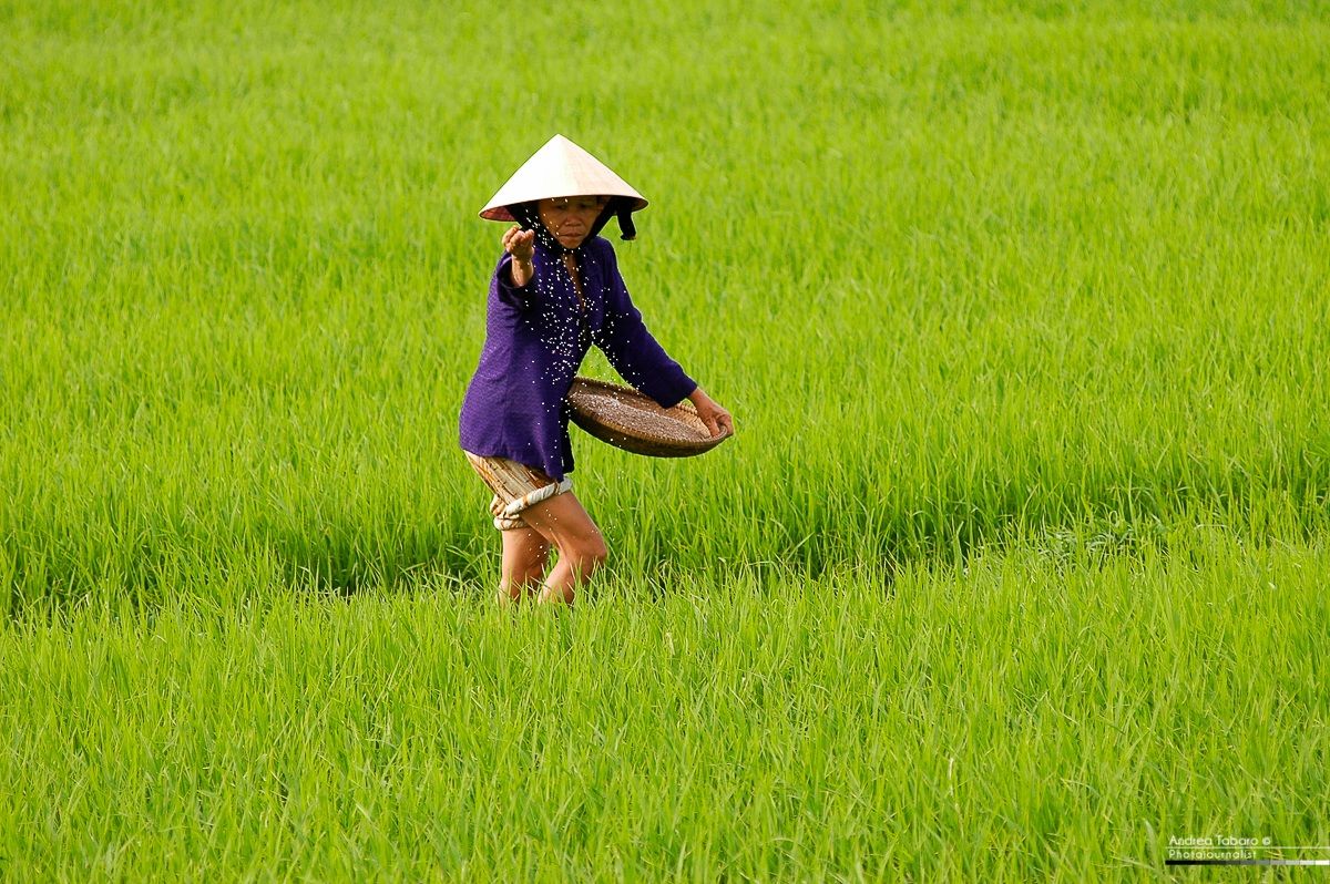 Rice fields...