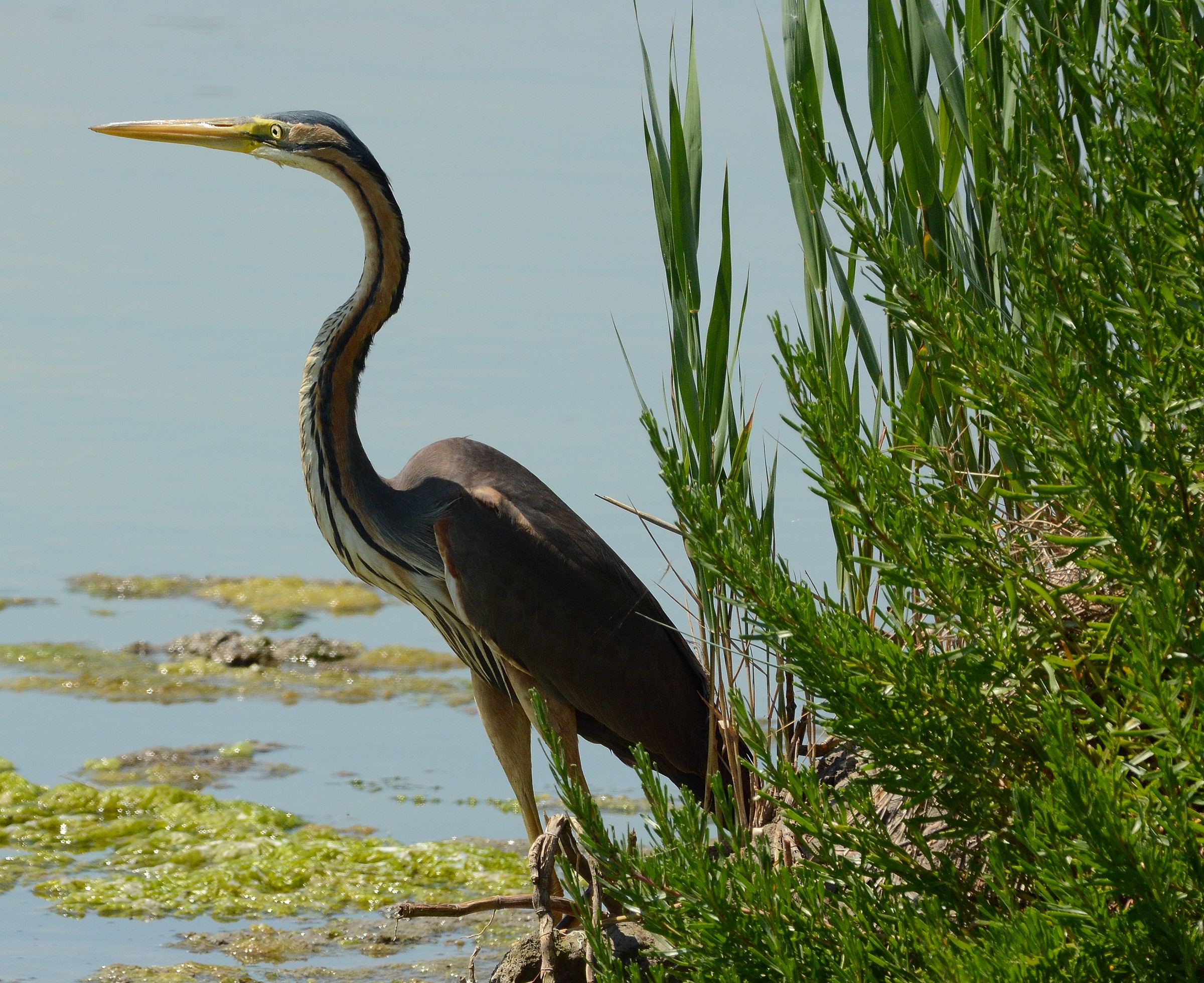 Purple Heron...
