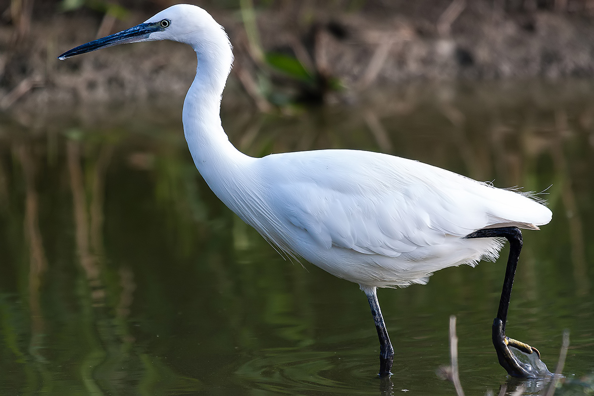 Egret...