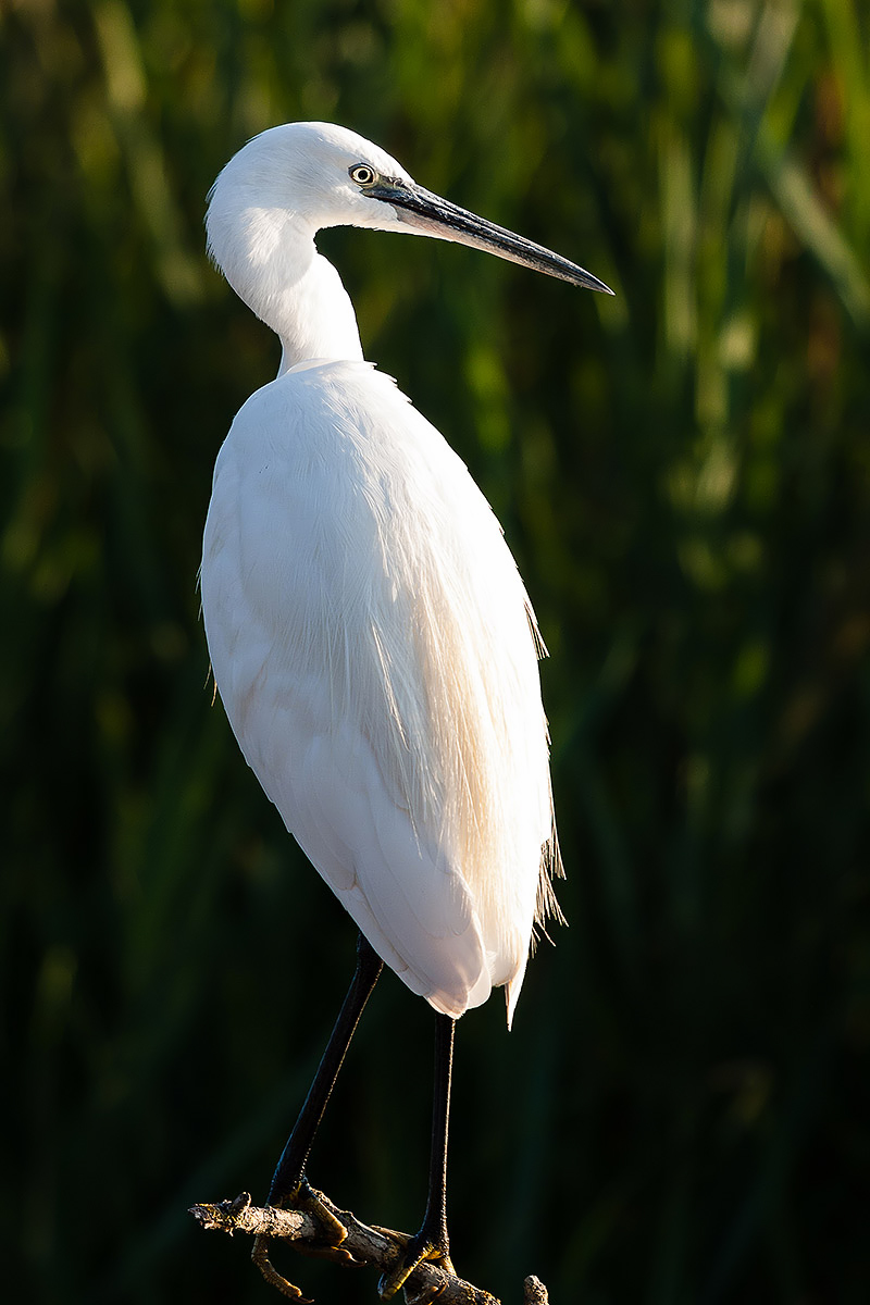 Egret...