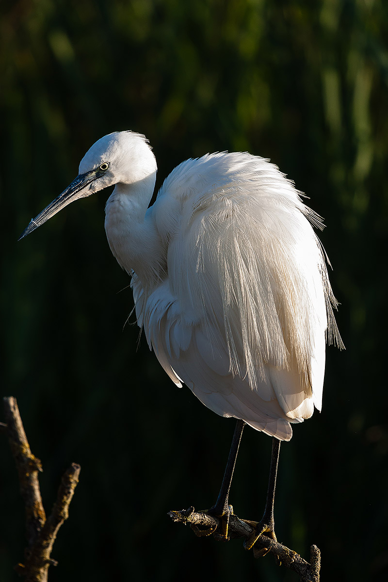 Egret...