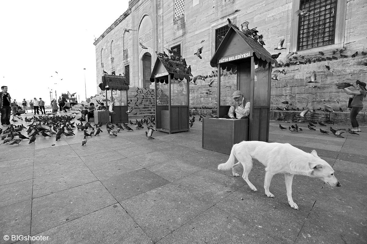 White dog in Istanbul...