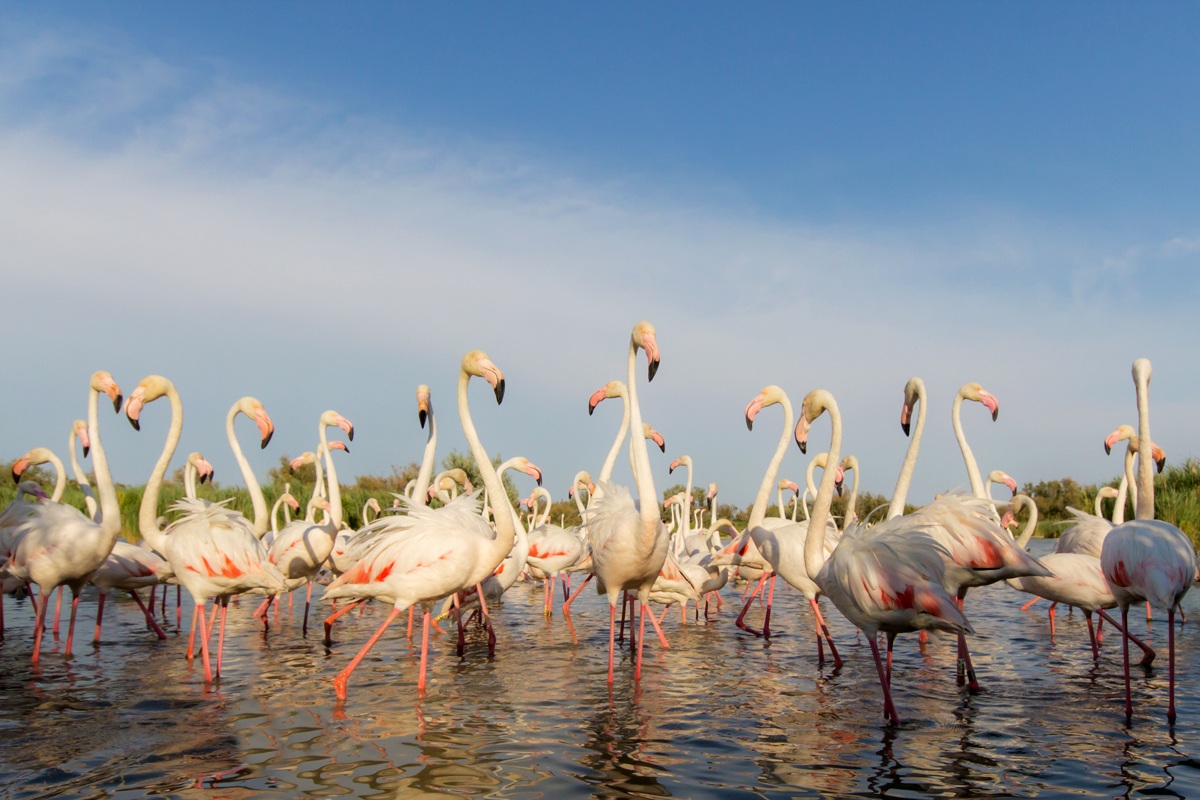 Flamingos in Pont de Gau...