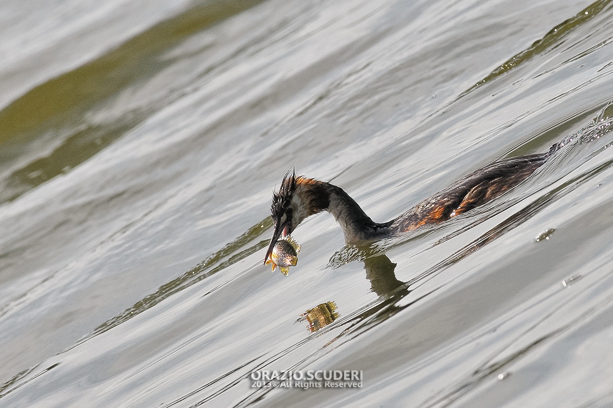 lunch of grebe...