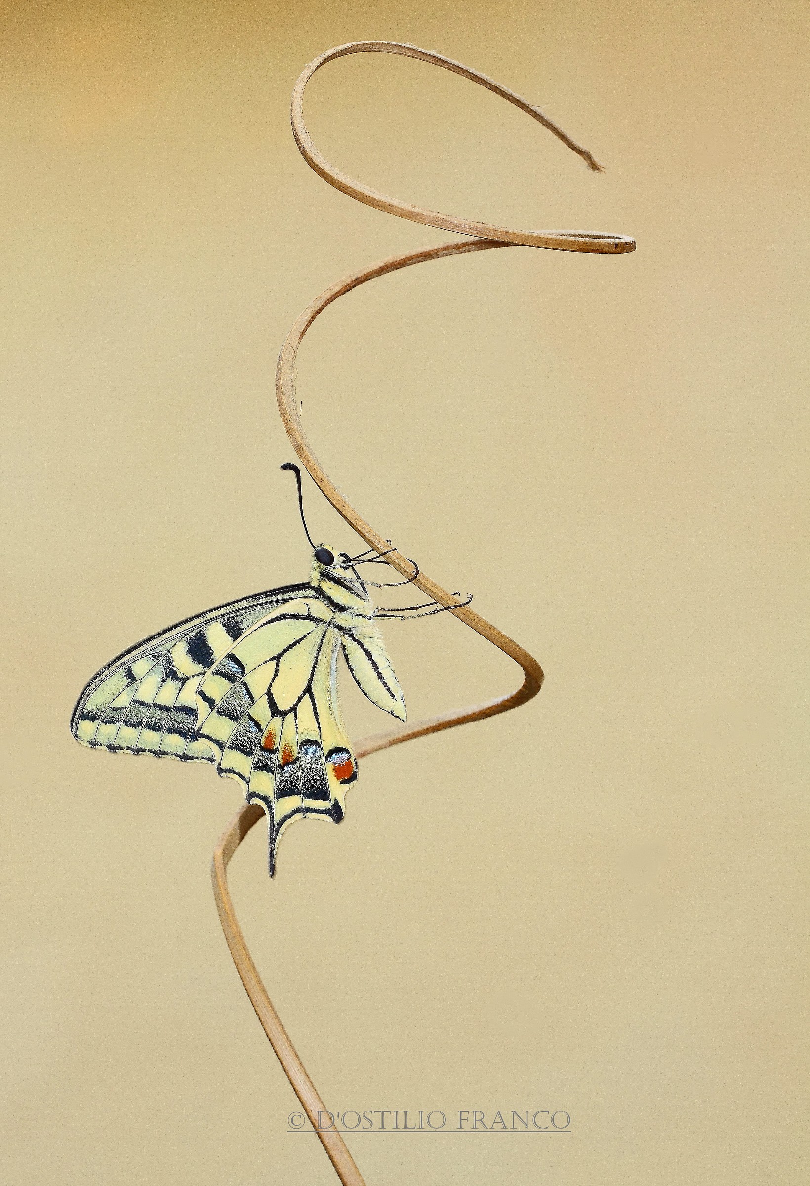Papilio Machaon....