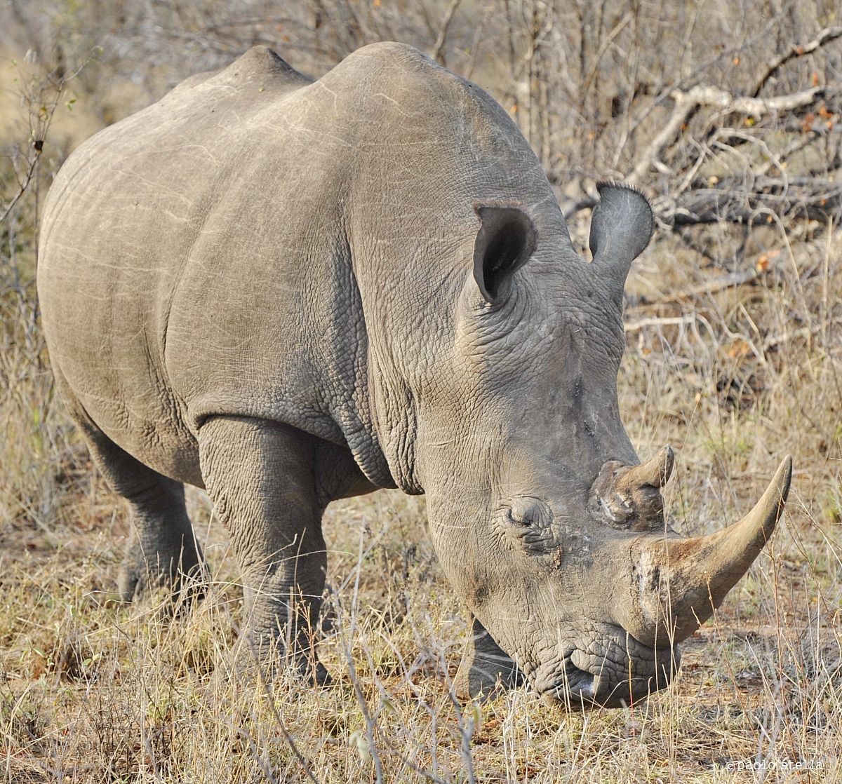 White Rhino...