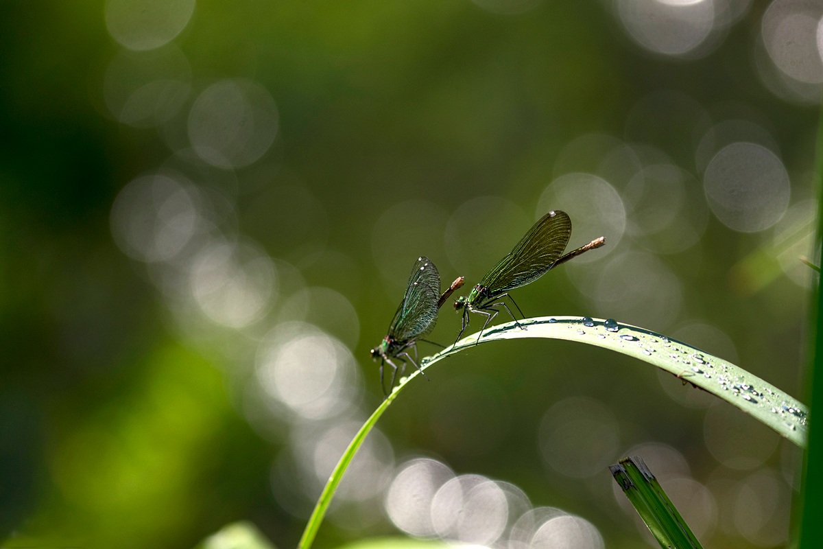 Dragonflies and reflections....