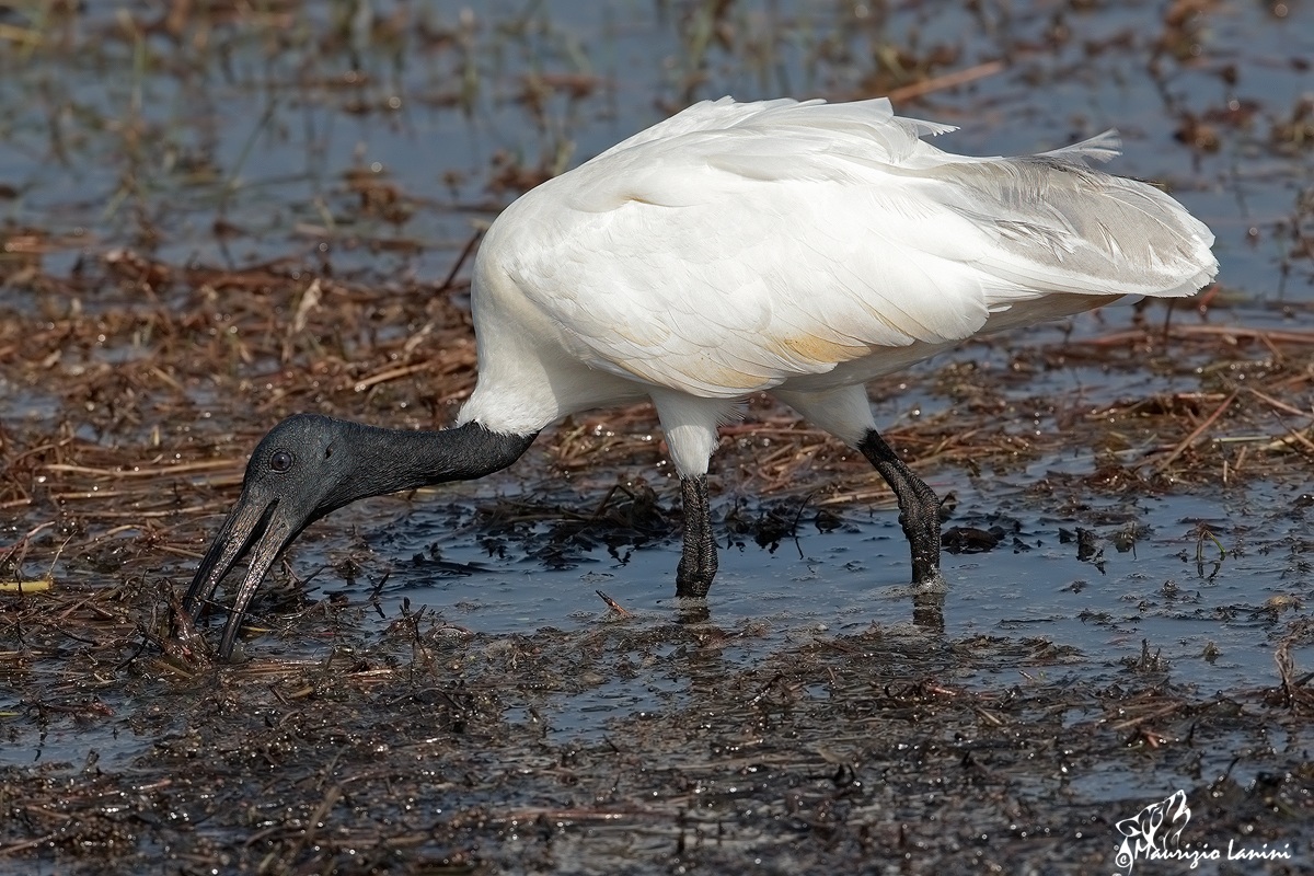 Ibis bianco (Threskiornis melanocephalus )...