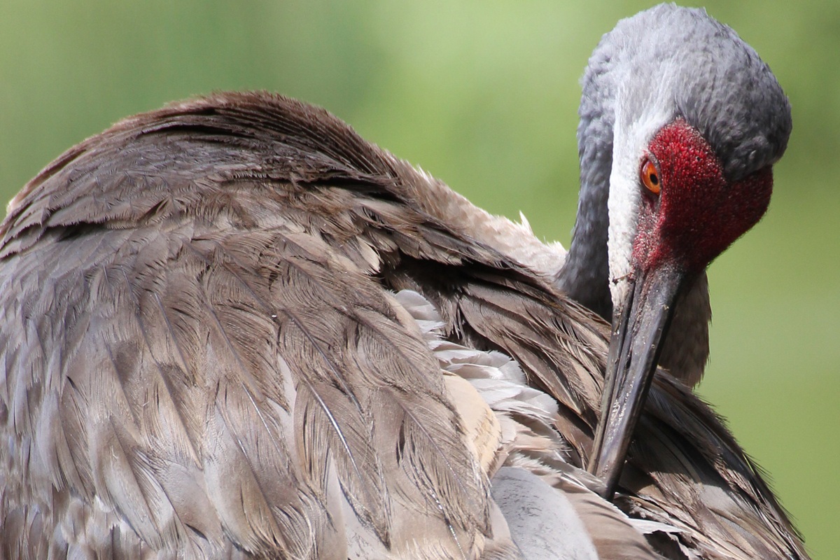 Canadian Crane...