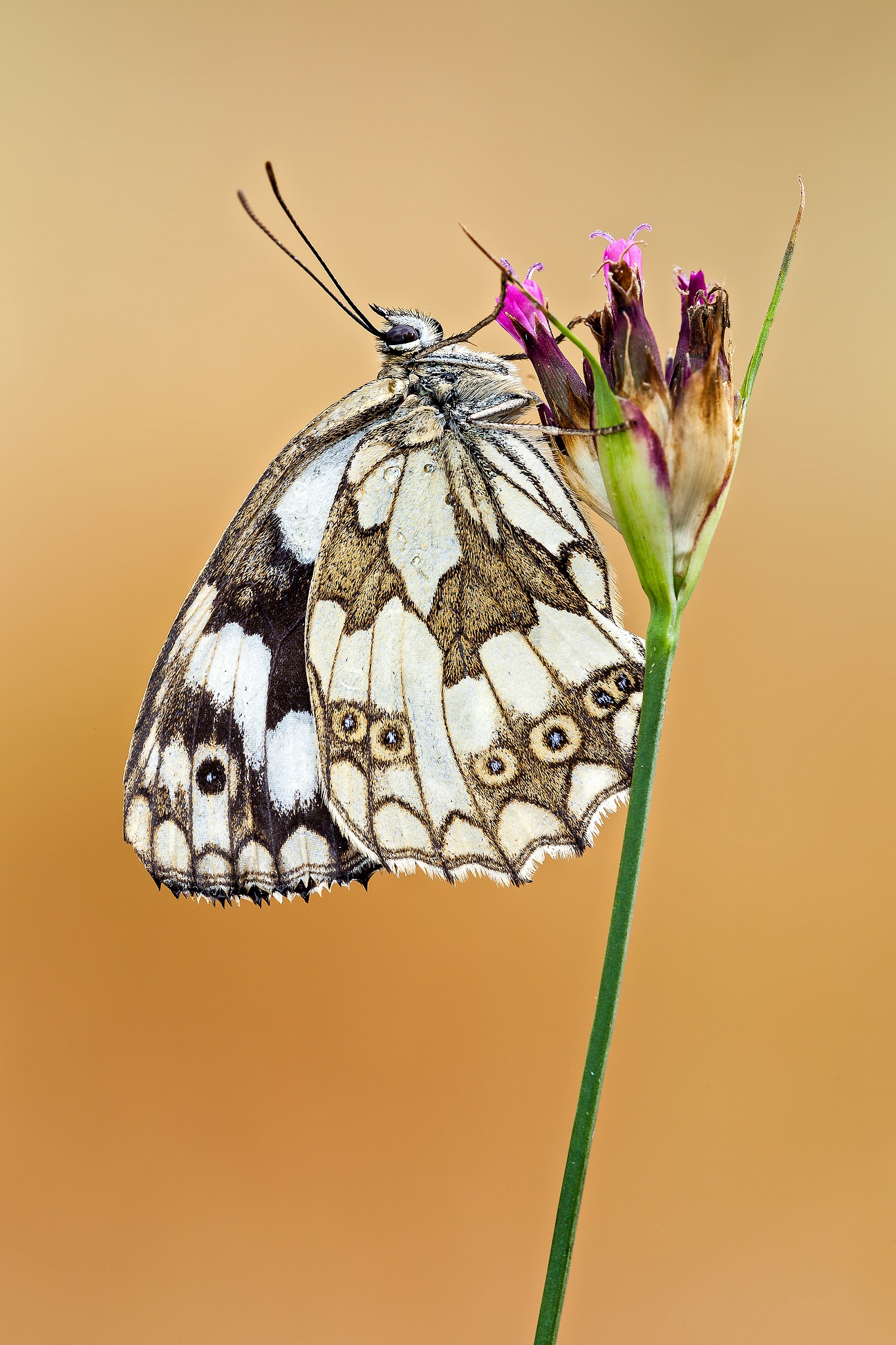 Melanargia...