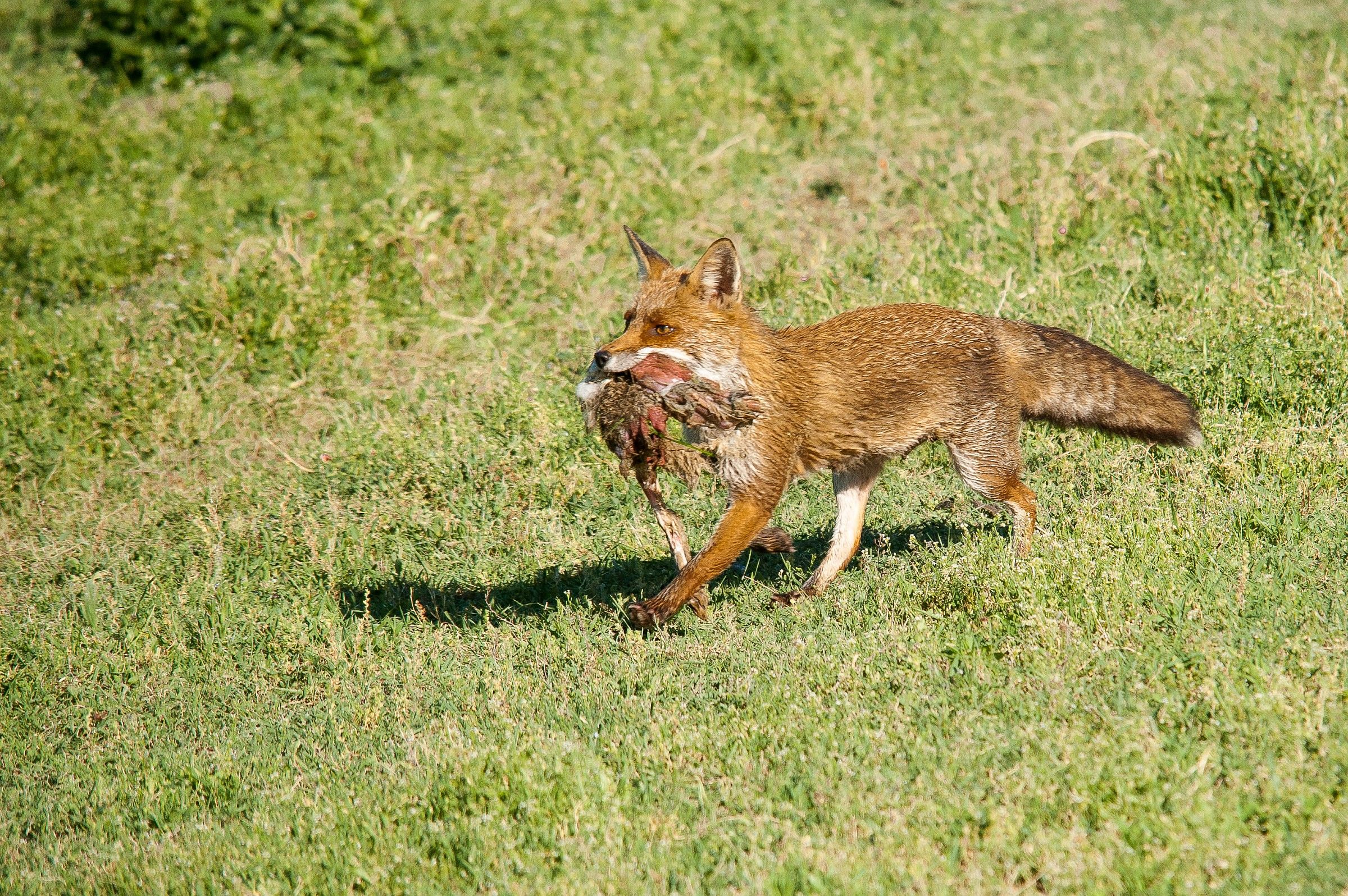 fox in capture...