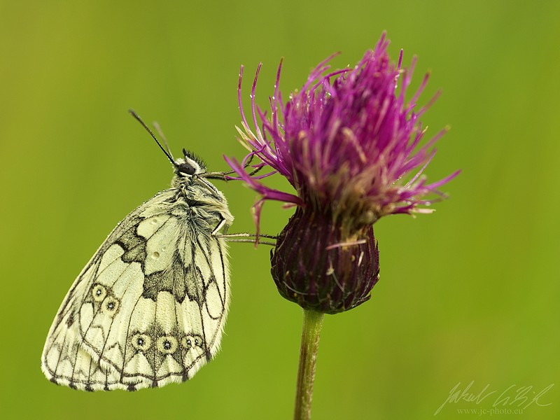Melanargia galathea...