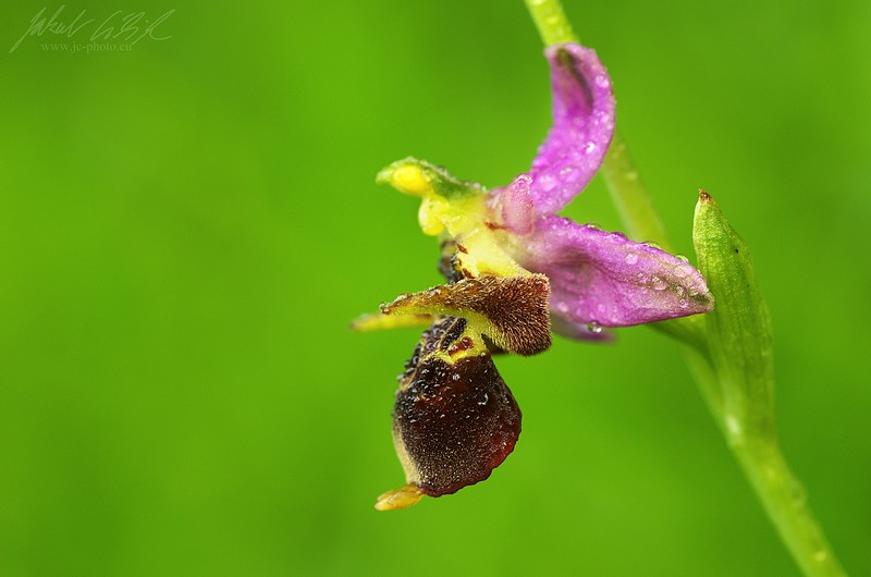 Ophrys holubyana...