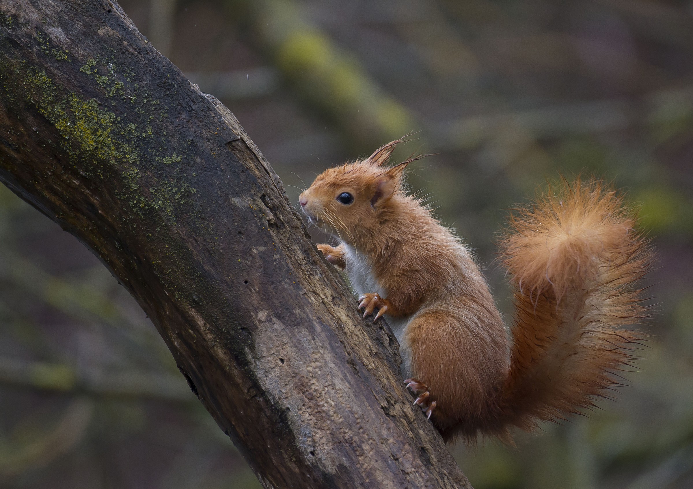 Red Squirrel...