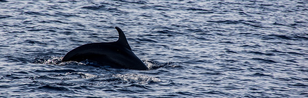 Dolphin off the coast of Lampedusa...
