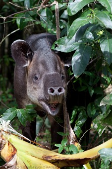 Tapirus bairdii