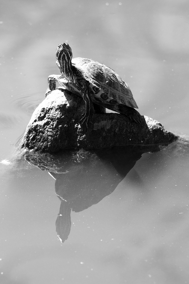 Turtle reflected...