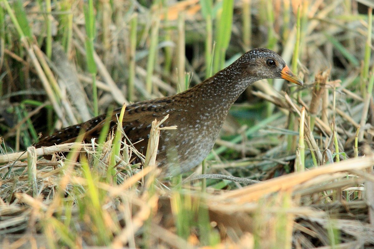 The Spotted Crake...