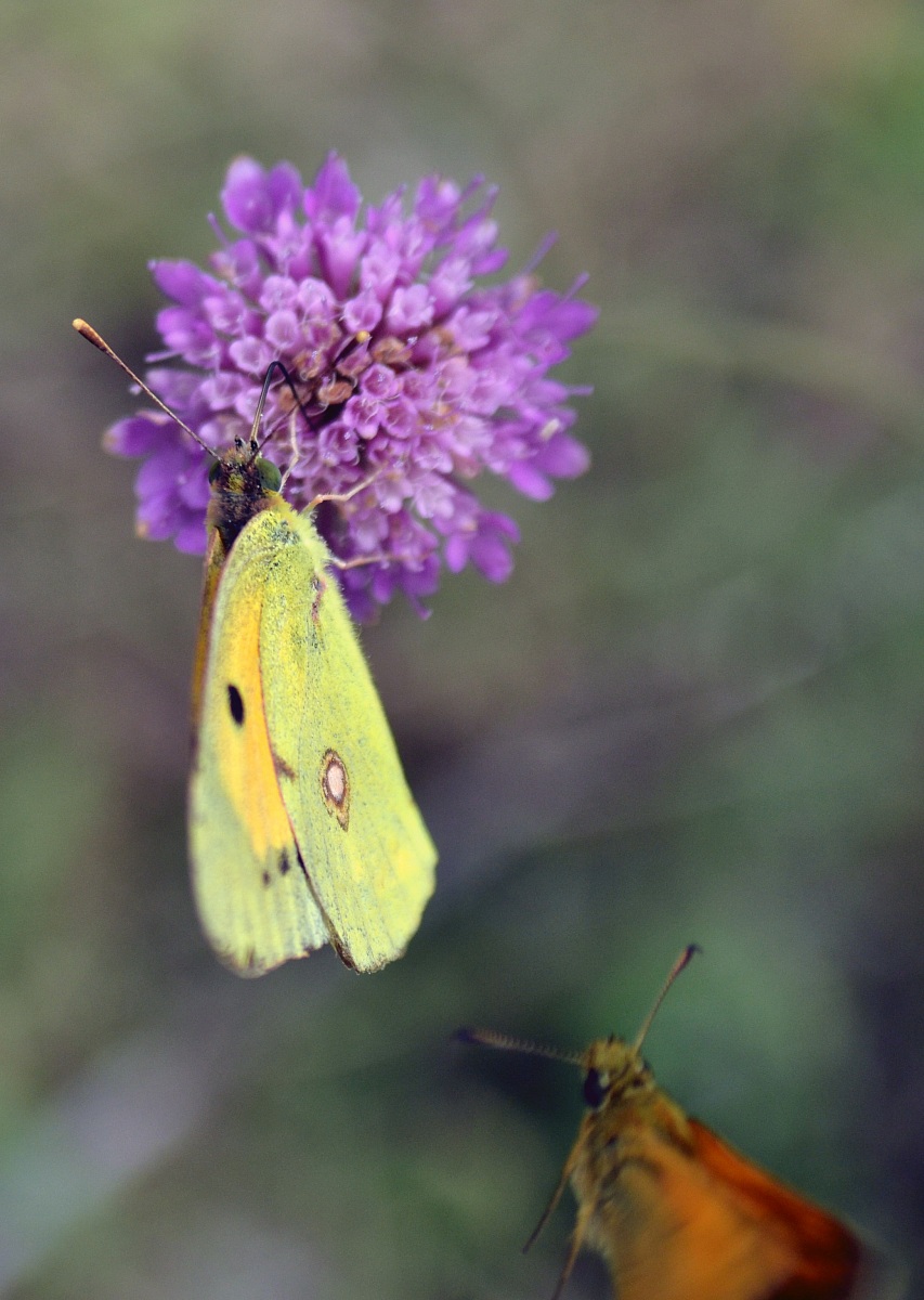 Butterflies...