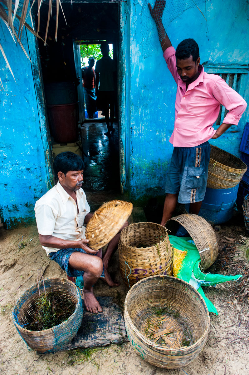 Baskets of crabs and shrimp off the coast of Satapada...