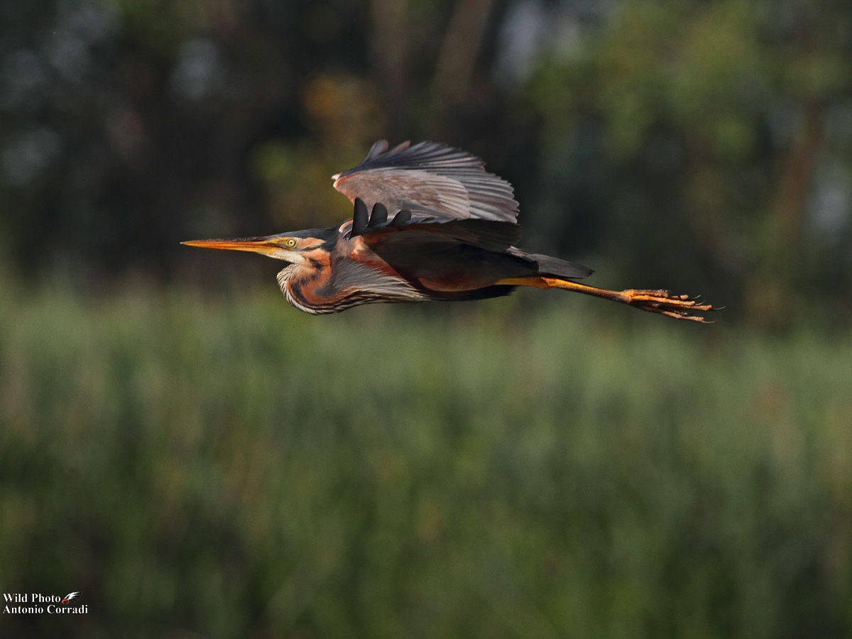 Purple Heron...