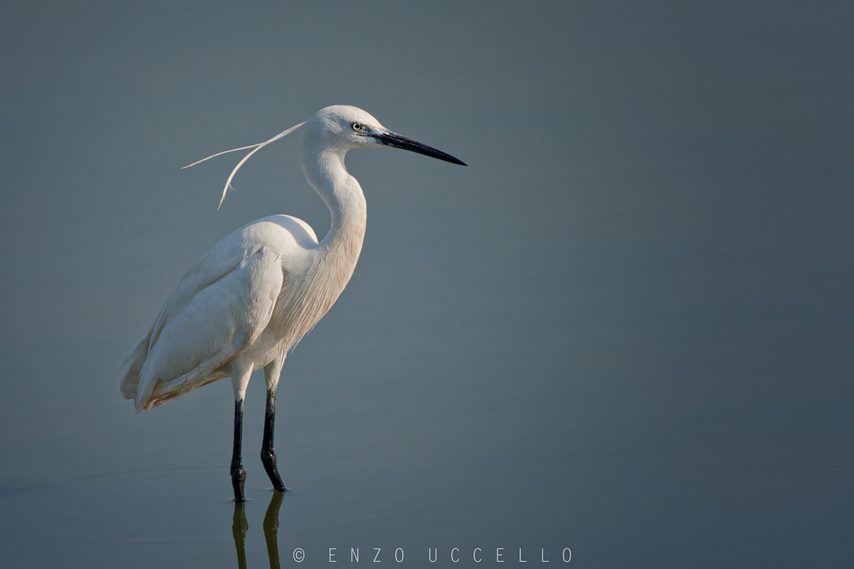 Egret...