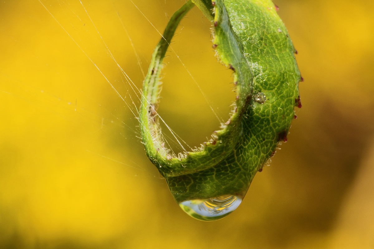 ring of nature...