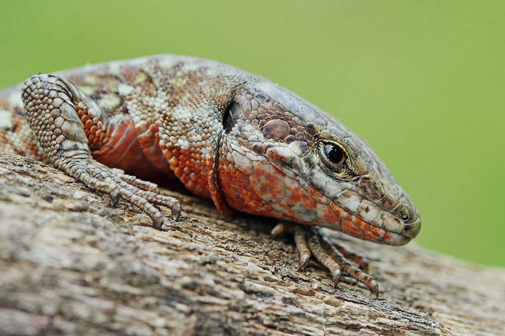 Common wall lizard Podarcis muralis...